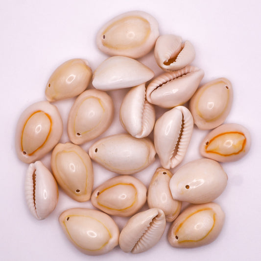 Cowrie Shells