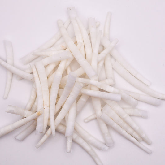 Smooth Dentalium Shells