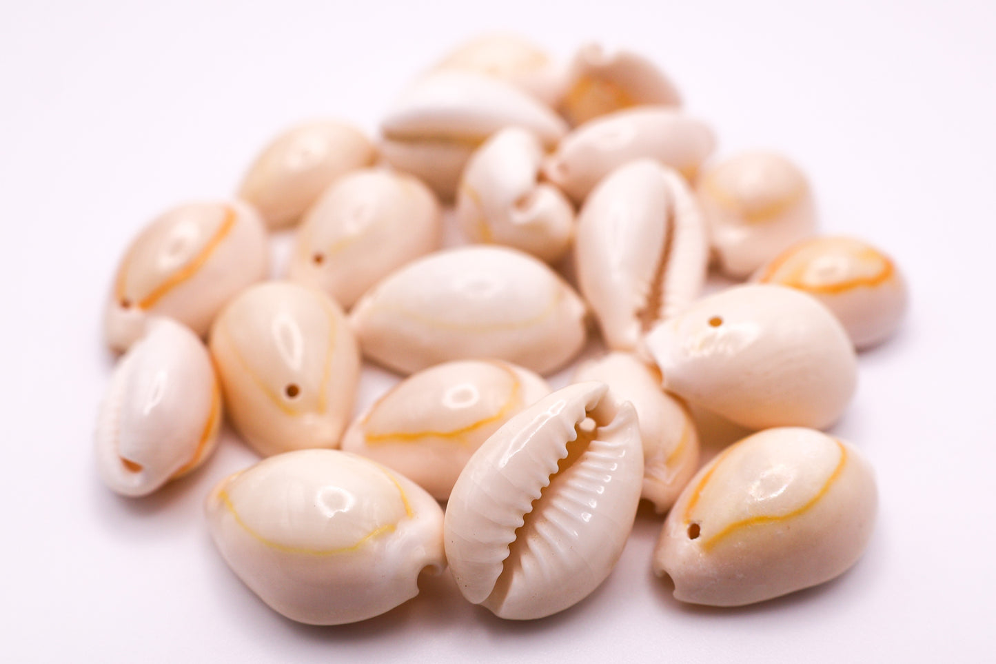 Cowrie Shells
