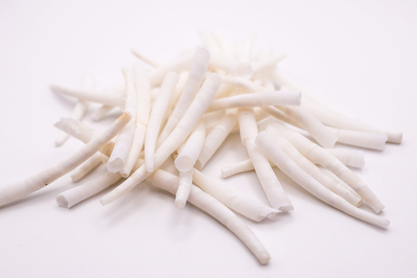 Smooth Dentalium Shells